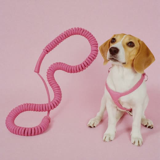 Harnesses and leads for active dogs